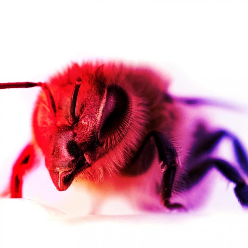 Bee enjoying light therapy