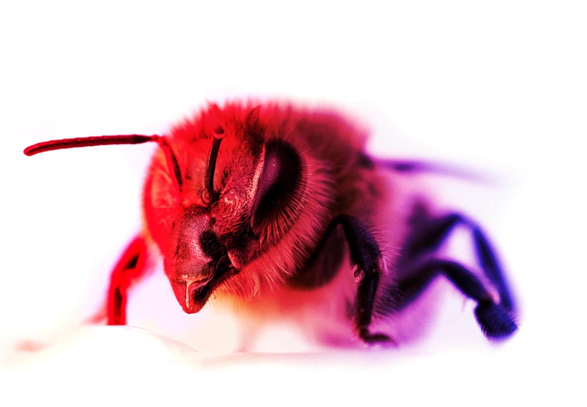 Resilient bees with light therapy