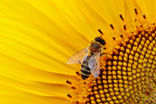 Honeybee landed on sunflower