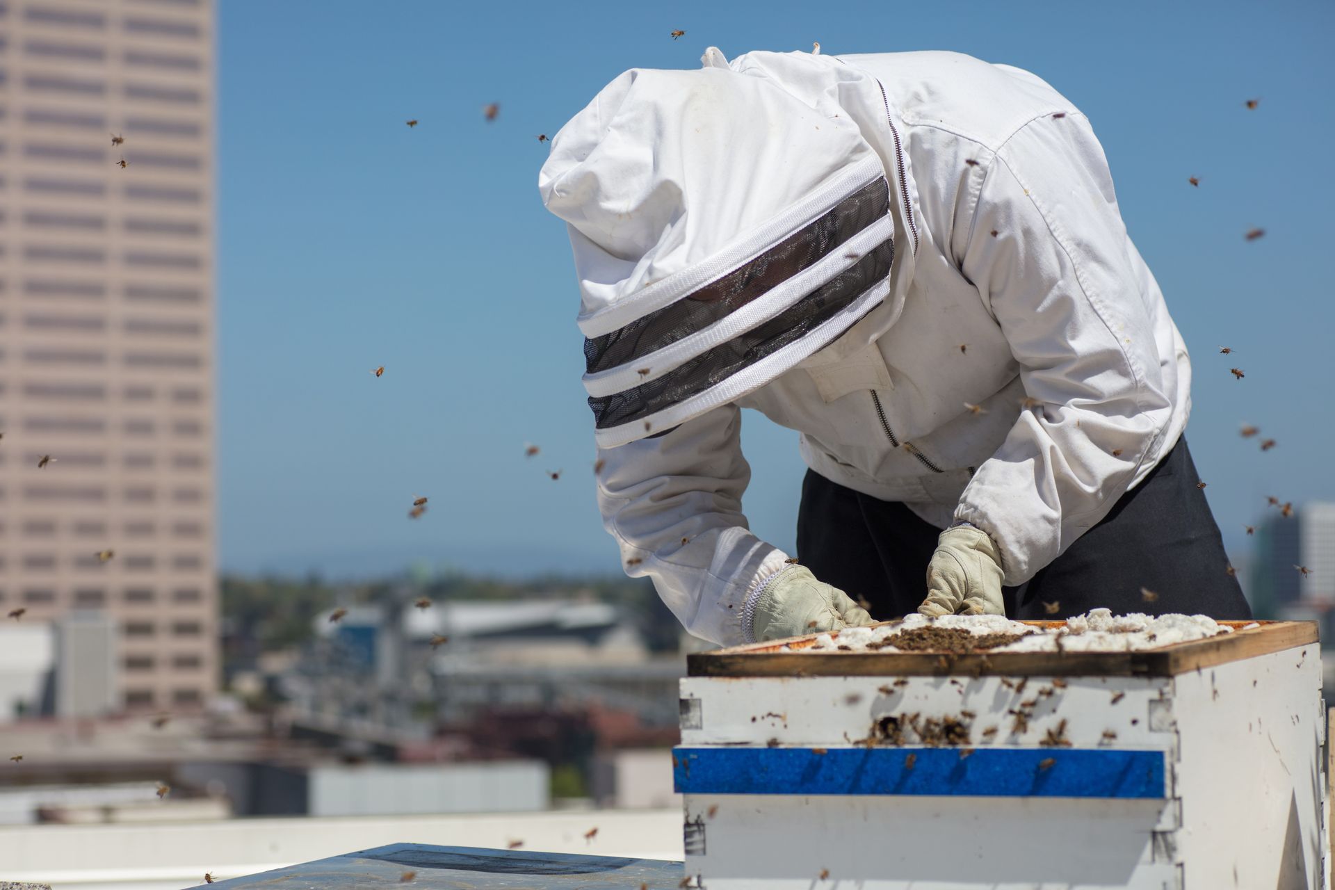 Cities and nature can coexist, bees show us how.