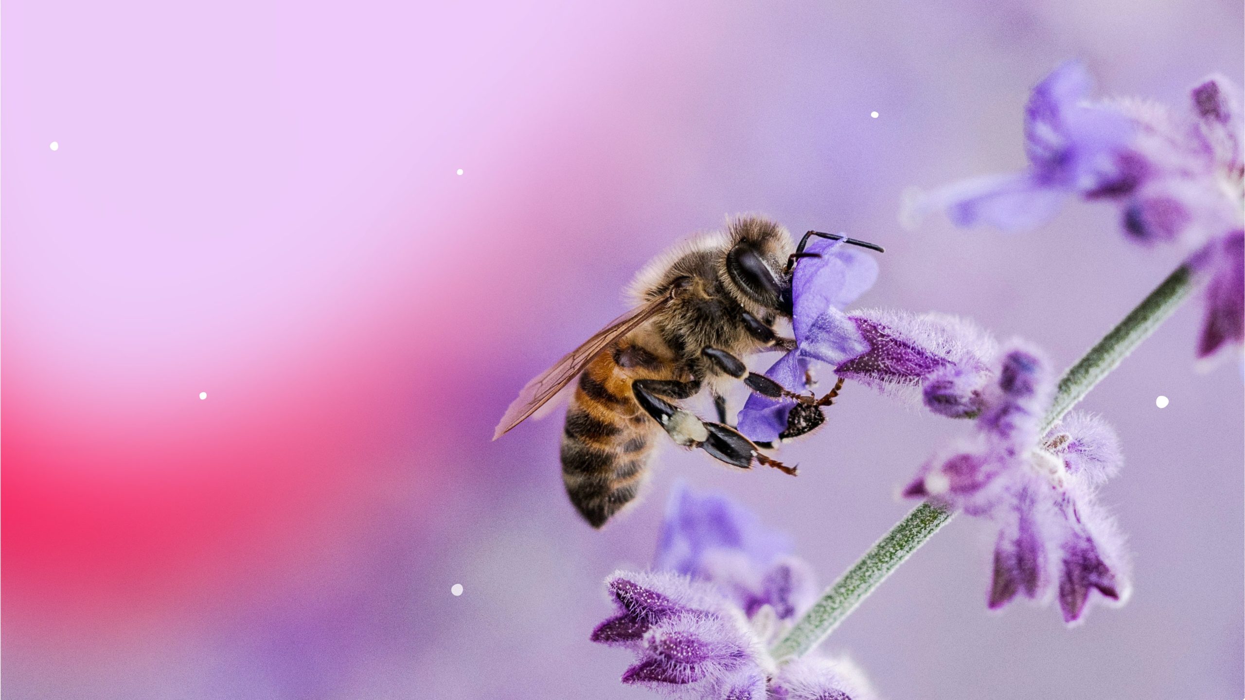 Enhancing carbon capture and biodiversity in restoration projects: The power of honey bees
