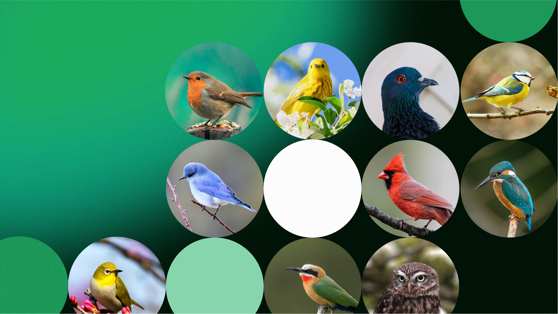 Beyond bees: Beefutures AI now detects bird species